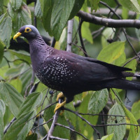 African olive pigeon